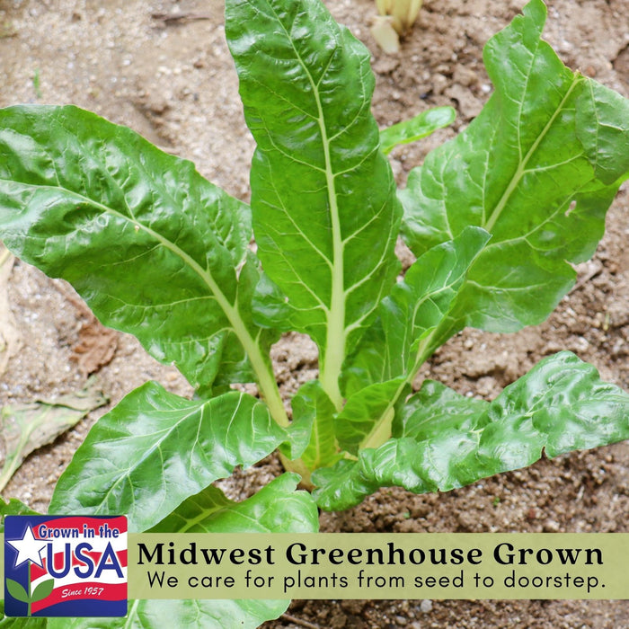 Green Swiss Chard | Two Live Plants | Non-GMO | Heirloom | Frost Tolerant