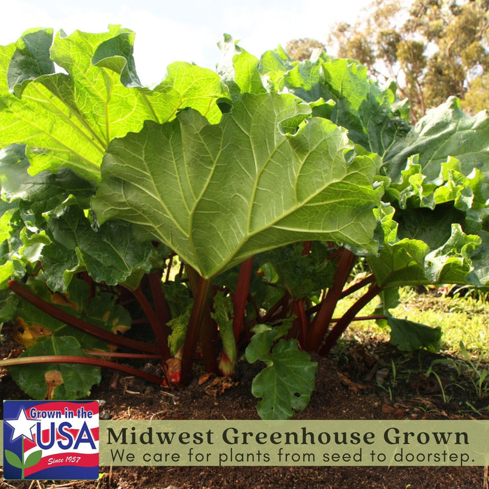 Victoria Rhubarb | Two Live Plants | Non-GMO | Perennial | Edible Heirloom
