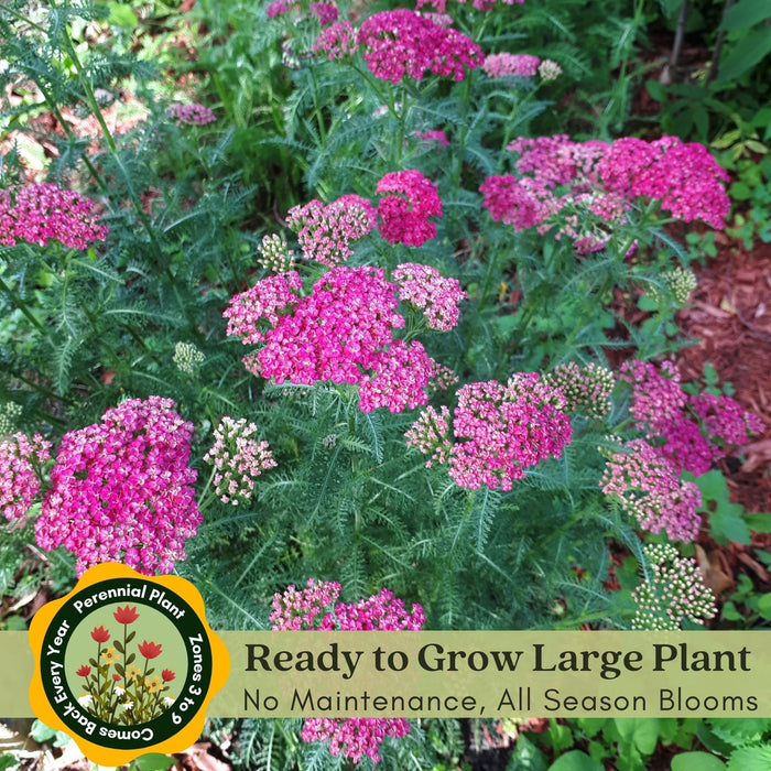 Yarrow "Cerise Queen" (Achillea) Plants  | Two Live Plants | Non-GMO, Hardy Flowering Perennial, Pollinator Favorite