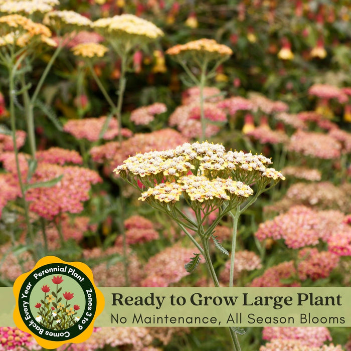 Yarrow "Summer Pastels" (Achillea) Plants  | Two Live Plants | Non-GMO, Hardy Flowering Perennial, Pollinator Favorite