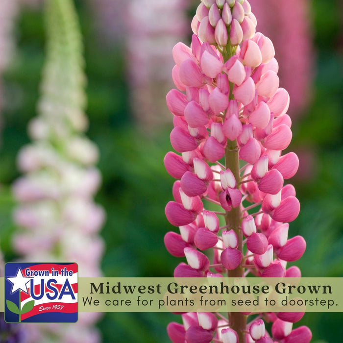 Foxglove Dalmatian Mix | Two Live Plants | Non-GMO | Heirloom Perennial | Pollinator Friendly