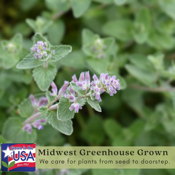 Catnip Herb | Two Live Plants | Non-GMO | Heirloom | Fast Growing, Pollinator Friendly