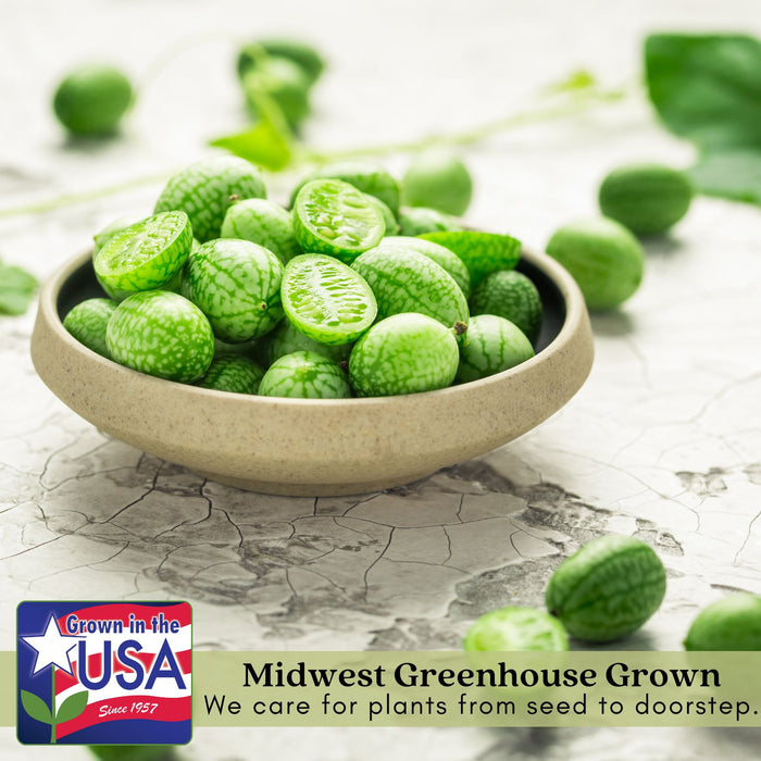 Cucumber Mexican Sour Gherkin | Two Live Plants | Non-GMO | Heirloom Cucumber | Heat Drought Tolerant