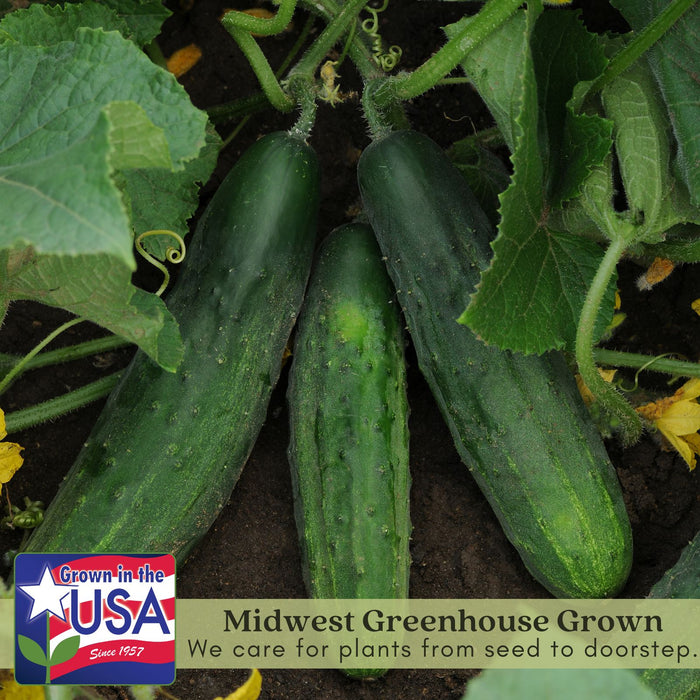 Cucumber Patio Snacker | Two Live Plants | Non-GMO | Burpless, High Yield, Compact