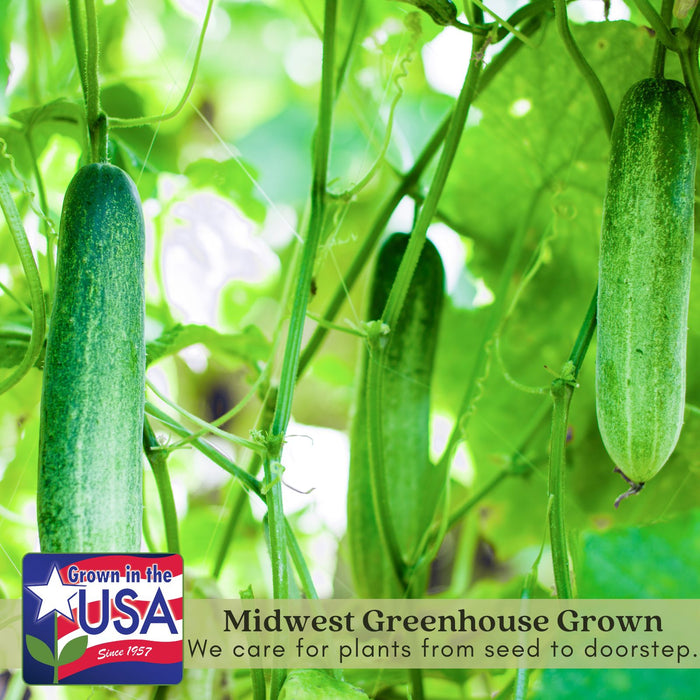 Cucumber Slice More | Two Live Plants | Non-GMO | Burpless, High Yield, Disease Resistant