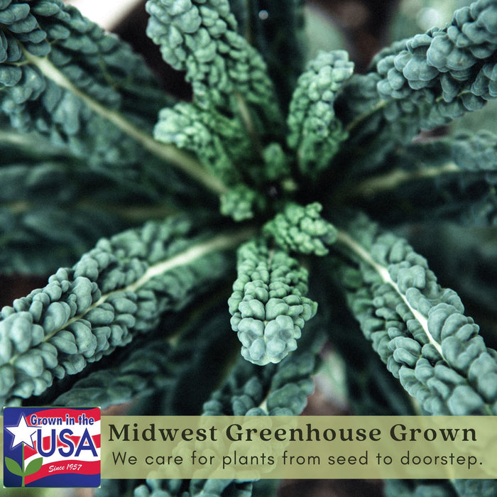 Dinosaur Kale | Two Live Plants | Non-GMO | Heirloom | Frost Tolerant