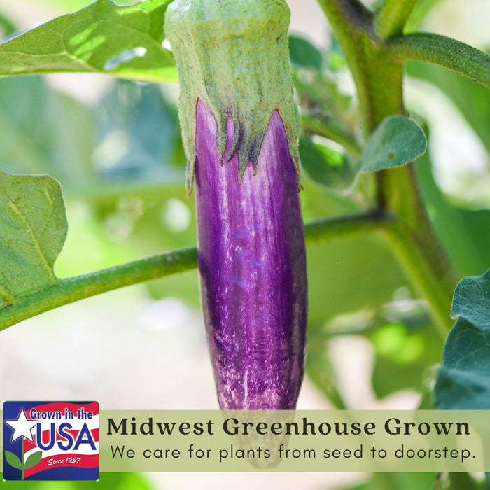 Eggplant Fairytale | Two Live Plants | Non-GMO | Striped Lavender-White Fruit | High-Yield, Compact, Heat Tolerant