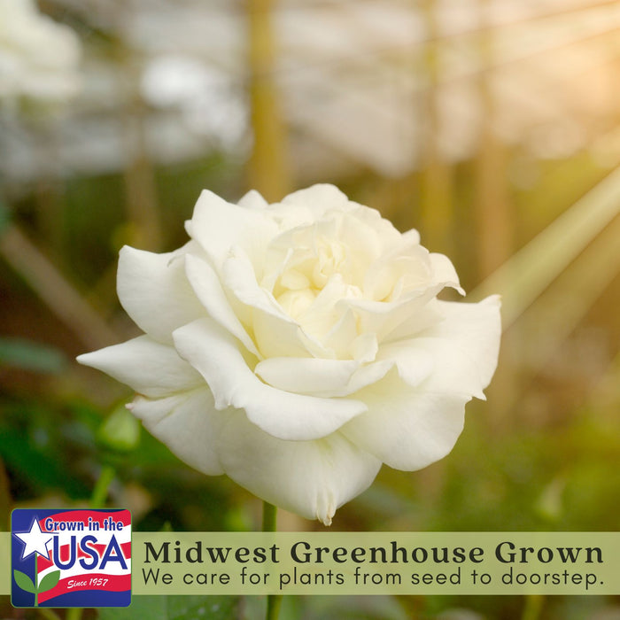 Kordana White Mini Rose | Two Live Plants | Non-GMO, Perennial Zone 5, Long-Blooming Compact Plants