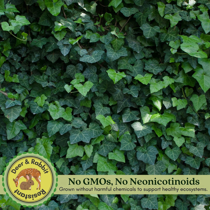 Algerian English Ivy | Two Live Plants | Non-GMO | Fast Growing, Evergreen, Low Maintenance