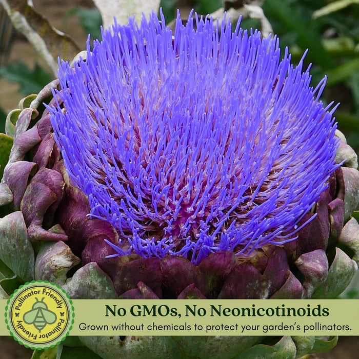 Imperial Artichoke Plant | Two Live Plants | Non-GMO | Edible Vegetable | Gourmet Favorite