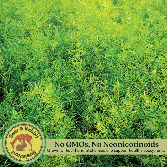Asparagus Fern | Two Live Plants | Non-GMO | Lush Green Foliage, Hardy, Low Maintenance