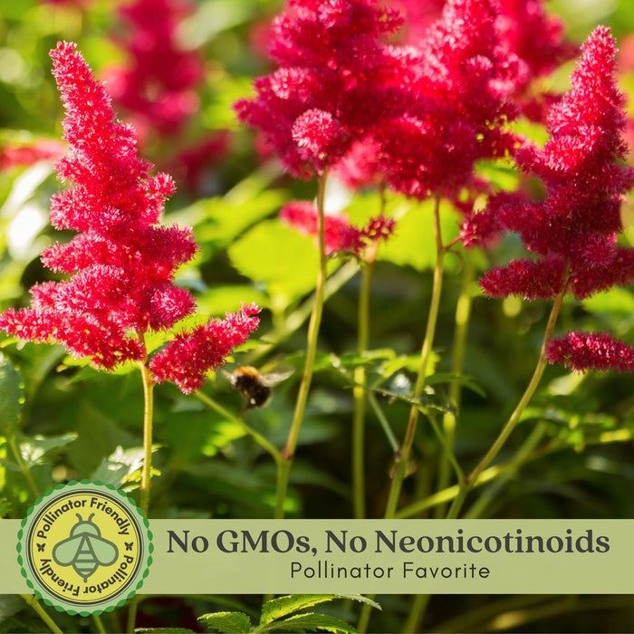 Astilbe Red (Arendsii Fanal) | Two Live Perennial Plants | Non-GMO, Plant in Shade, Pollinator Favorite, Deer Resistant