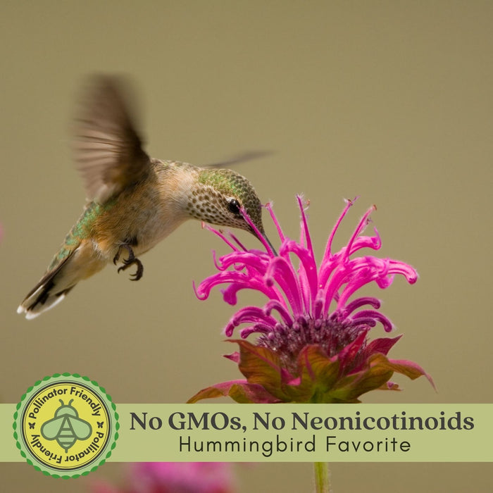 Bee Balm "Balmy Pink" (Monarda) | Two Live Plants | Non-GMO, Hardy Flowering Perennial, Pollinator Favorite