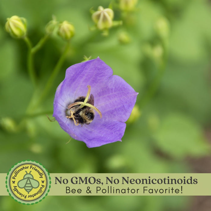 Campanula (Bellflower) Rapido Blue | Two Live Perennial Plants | Non-GMO, Early Spring Bloomer, Hummingbird & Bee Favorite