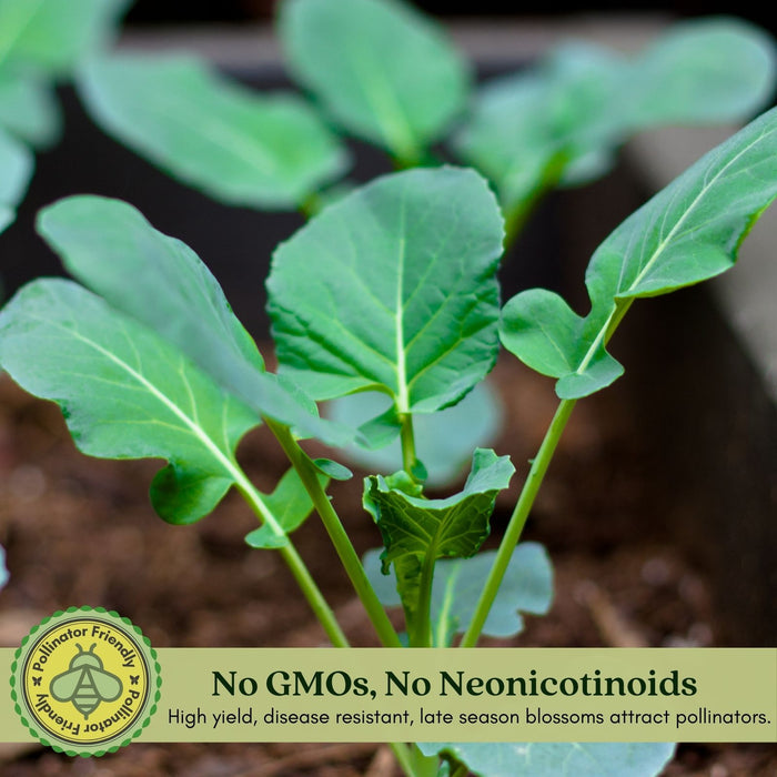 Broccoli Marathon | Two Live Plants | Non-GMO | High Yield, Cold-Tolerant, Disease Resistant