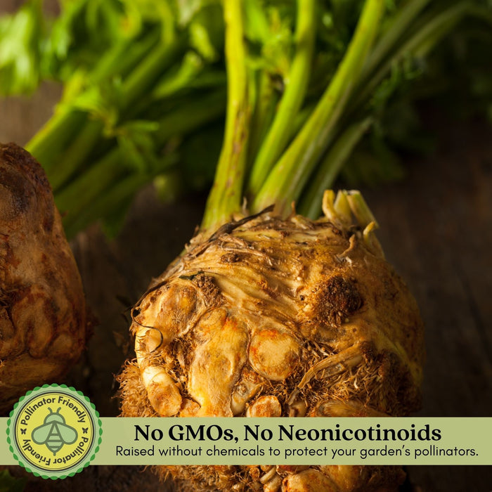 Celeriac Celery Root | Two Live Plants | Non-GMO | Heirloom | Cold Hardy, High Yield