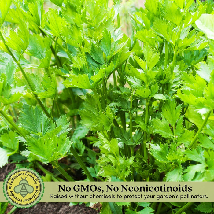 Celery Tango | Two Live Plants | Non-GMO | Heat Tolerant, High Yield, Fast Growing