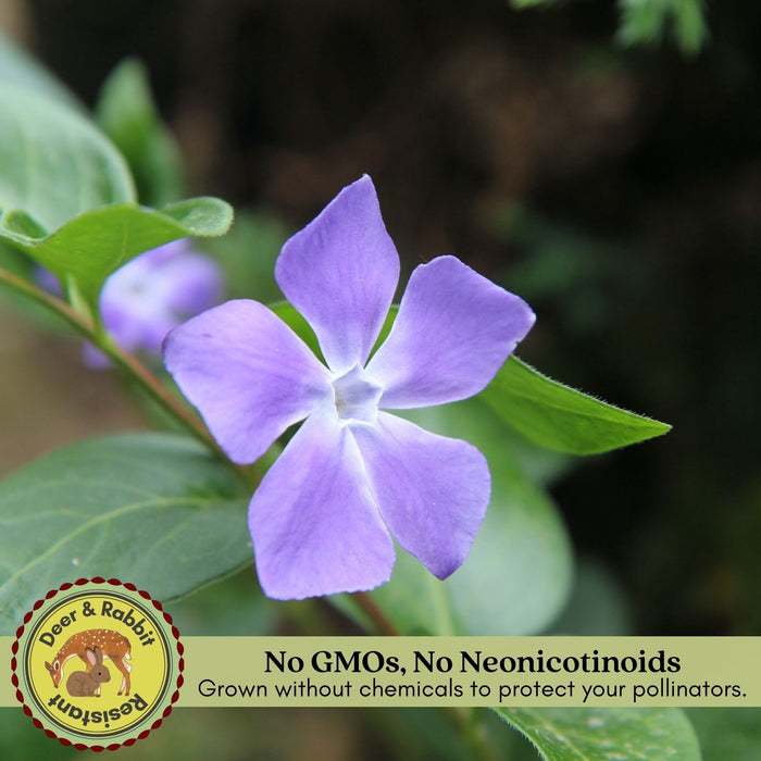 Creeping Myrtle Periwinkle | Two Live Plants | Non-GMO | Vinca Minor Perennial Ground Cover | Deer Resistant