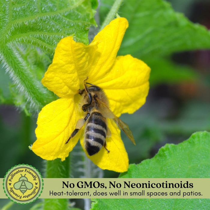 Cucumber Patio Snacker | Two Live Plants | Non-GMO | Burpless, High Yield, Compact