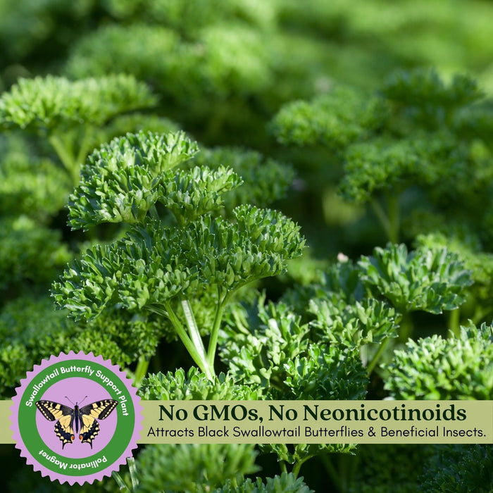 Triple Curled Parsley | Two Live Plants | Non-GMO | Heirloom Herb | Fast Growing, Culinary Essential