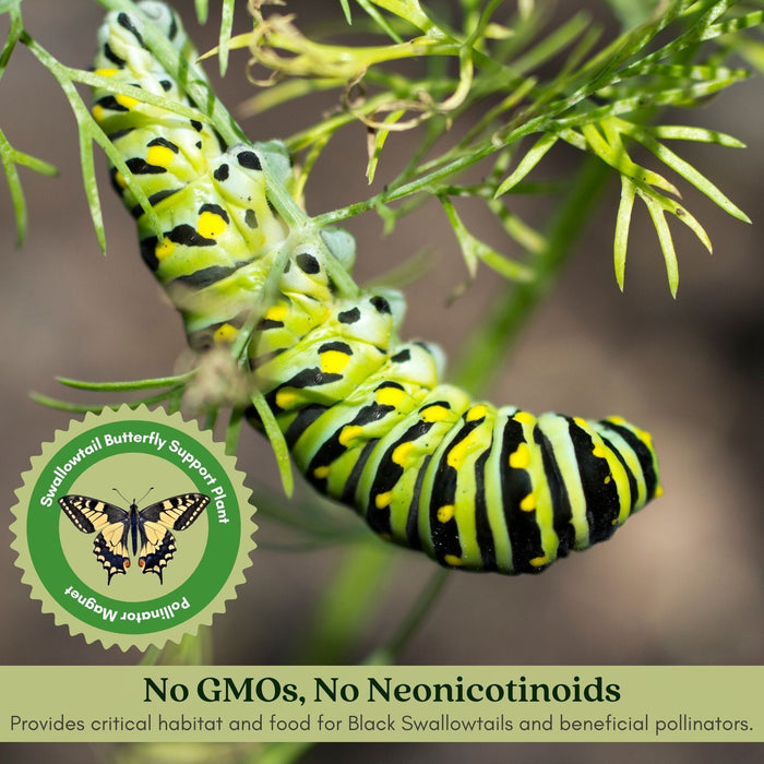 Fernleaf Dill Herb | Two Live Plants | Non-GMO | Heirloom | Compact, Fast Growing, Pollinator Friendly