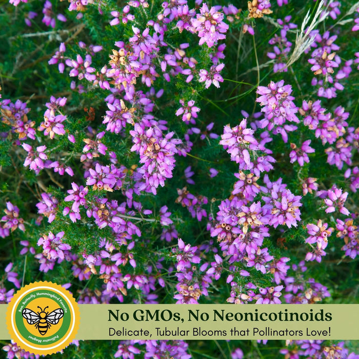 Mexican Heather Magenta | Two Live Plants | Non-GMO | Heat Tolerant, Pollinator Friendly, Low Maintenance