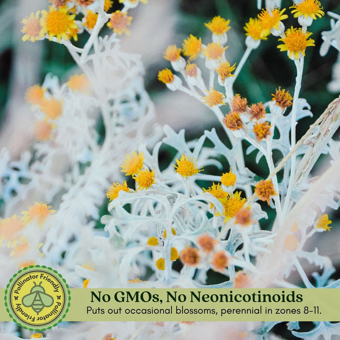 Dusty Miller Silverdust | Two Live Plants | Non-GMO | Soft Silver Foliage, Drought Tolerant, Low Maintenance