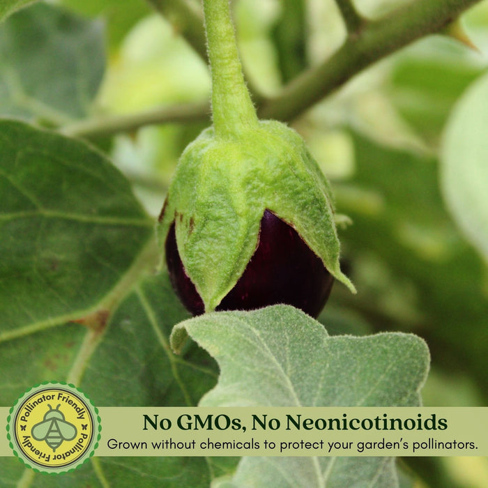 Eggplant Black Beauty | Two Live Plants | Non-GMO | Heirloom Variety | High Yield, Heat Tolerant