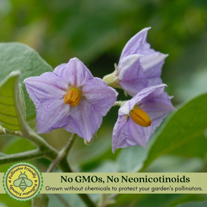 Eggplant Patio Baby | Two Live Plants | Non-GMO | Mini Fruit, High Yield, Compact