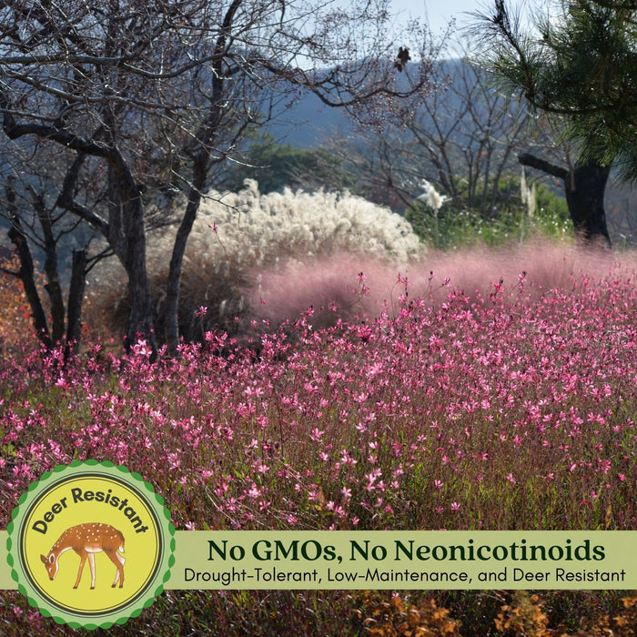 Gaura Siskiyou Pink | Two Live Plants | Non-GMO | Perennial | Pollinator Friendly | Continuous Blooms