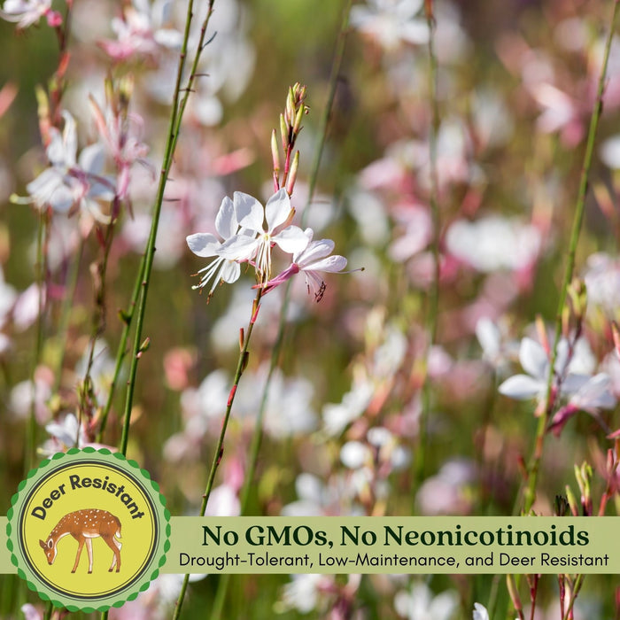 Gaura Sparkle White | Two Live Plants | Non-GMO | Perennial | Pollinator Friendly | Continuous Blooms