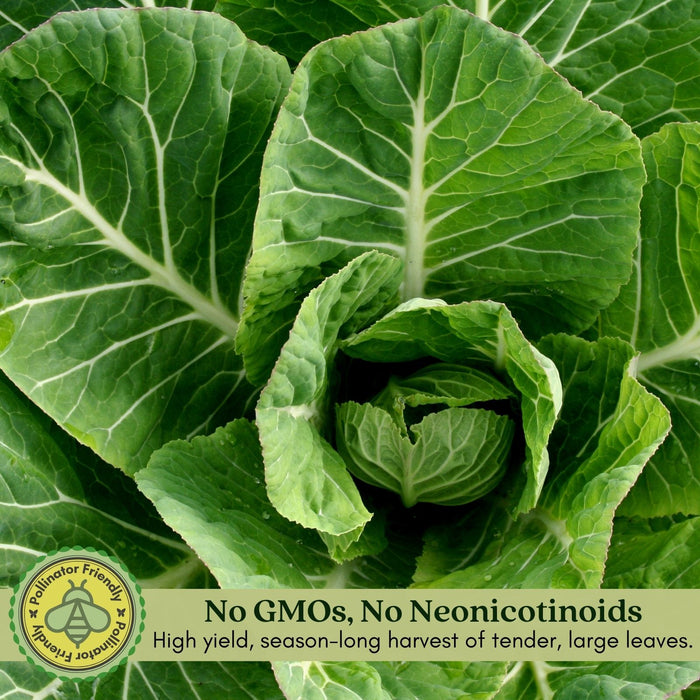 Georgia Collard Greens | Two Live Plants | Non-GMO | Heirloom | Heat Tolerant, Cold Hardy, High Yield