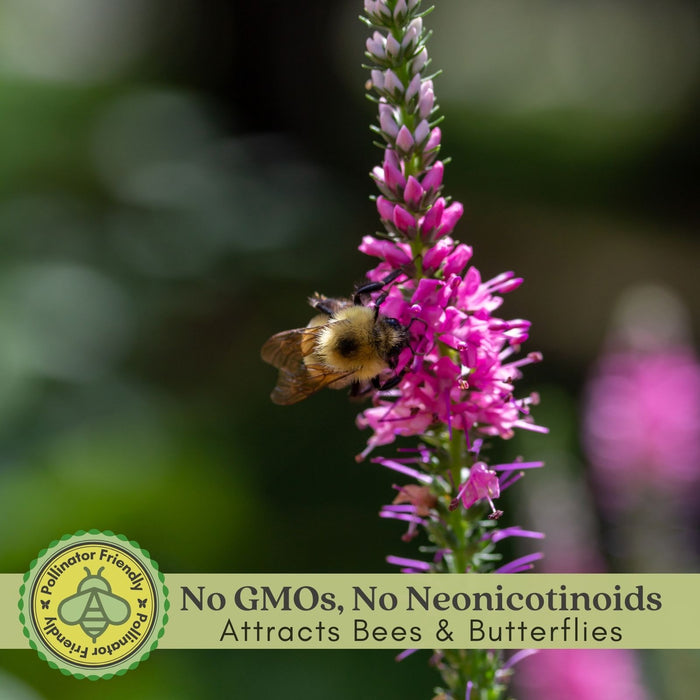 Veronica “Giles Van Hees” (Speedwell) | Two Live Perennial Plants | Non-GMO, Blooms All Summer, Hummingbird Favorite, Tolerates Dry or Salty Soil