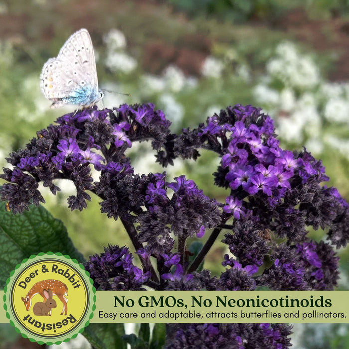 Heliotrope | Two Live Plants | Non-GMO | Pollinator Friendly | Fragrant Blooms
