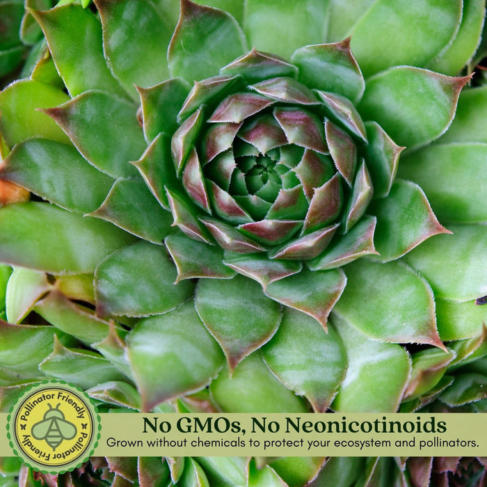 Hens and Chicks | Two Live Plants | Non-GMO | Perennial | Kid Friendly Gardening | Heat Drought Tolerant