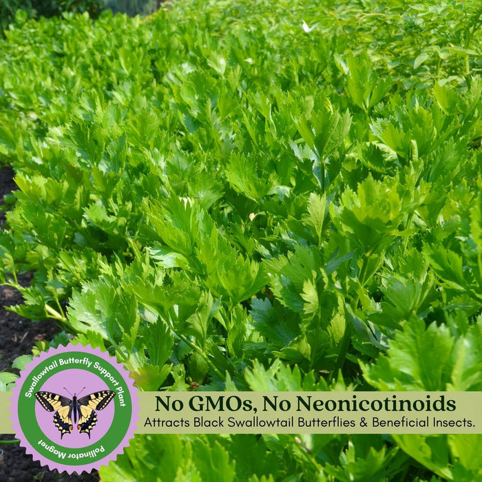 Italian Flat Leaf Parsley | Two Live Plants | Non-GMO | Heirloom Herb | Fast Growing, Culinary Essential