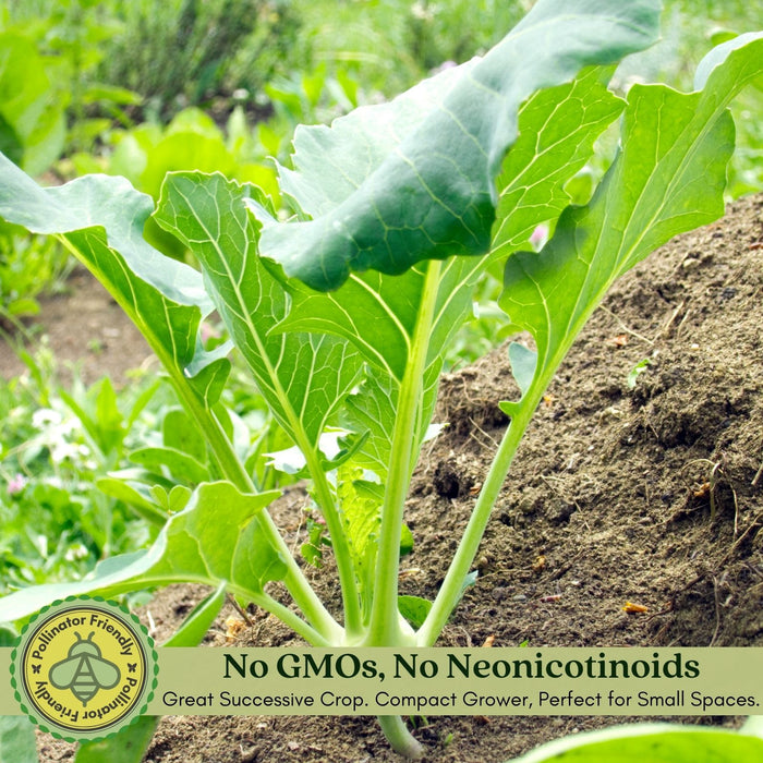 Kohlrabi Konan | Two Live Plants | Non-GMO | Edible Vegetable | Easy to Grow Vegetable