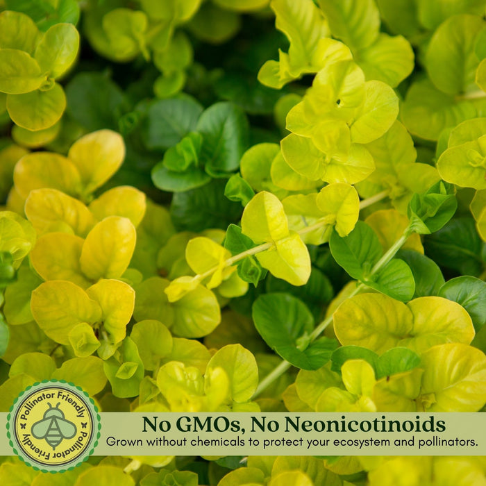 Creeping Jenny Goldi | Two Live Plants | Non-GMO | Lysimachia | Perennial, Cascading