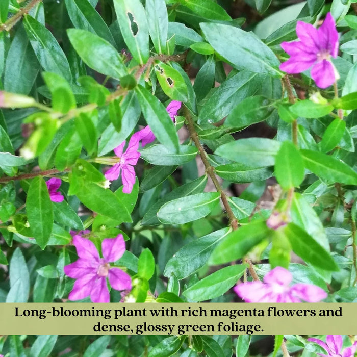 Mexican Heather Magenta | Two Live Plants | Non-GMO | Heat Tolerant, Pollinator Friendly, Low Maintenance