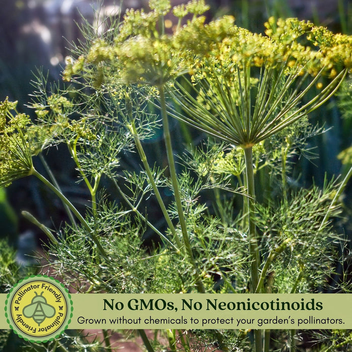 Orion Fennel Plant | Two Live Plants | Non-GMO | Edible Garden | Culinary Favorite