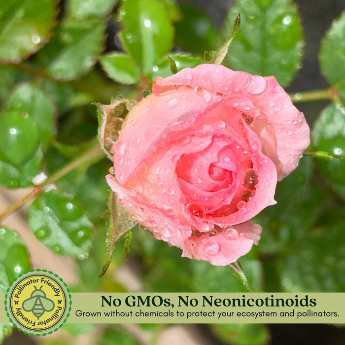 Kordana Pink Mini Rose | Two Live Plants | Non-GMO, Perennial Zone 5, Long-Blooming Compact Plants