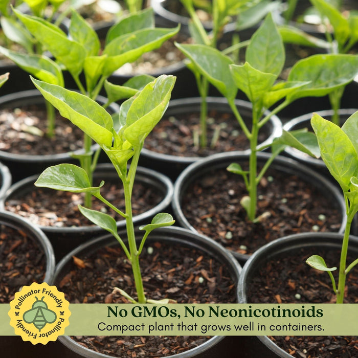 Pepperoncini Pepper Plant | Two Live Plants | Non-GMO | Mild Heat | Early Harvest