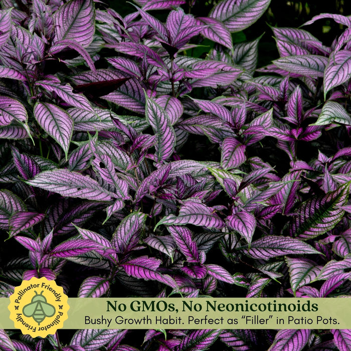 Persian Shield | Two Live Plants | Non-GMO | Shade Loving | Exotic Foliage | Strobilanthes