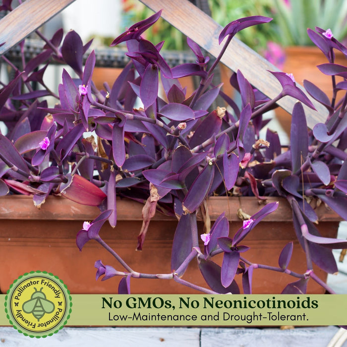 Purple Heart | Two Live Plants | Non-GMO | Vibrant Purple Foliage, Low Maintenance, Drought Tolerant
