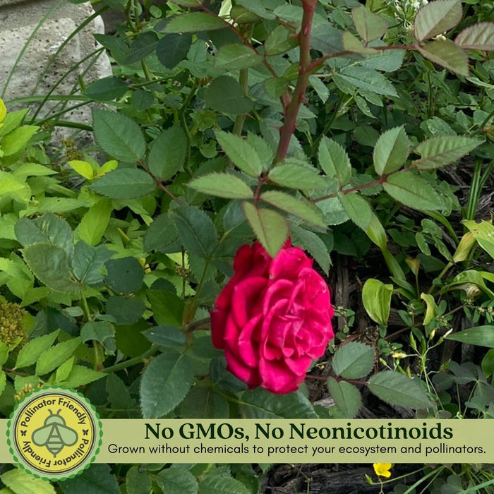 Kordana Red Mini Rose | Two Live Plants | Non-GMO, Perennial Zone 5, Long-Blooming Compact Plants