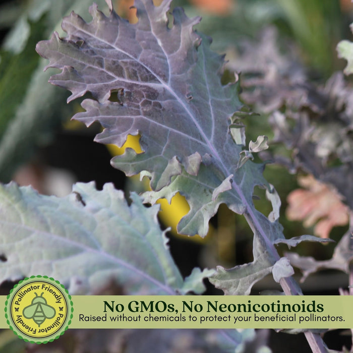 Red Russian Kale | Two Live Plants | Non-GMO | Heirloom | Frost Tolerant