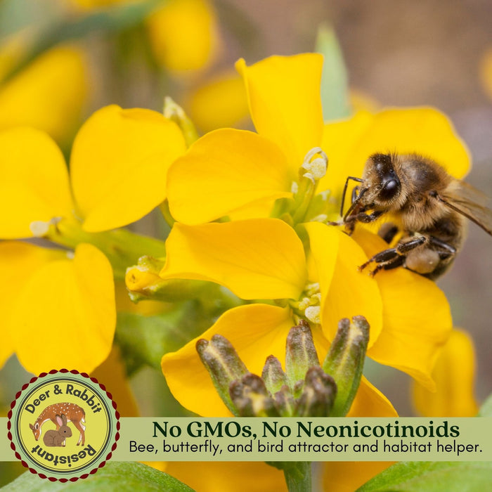 Rue Herb Plant | Two Live Plants | Non-GMO | Edible and Medicinal