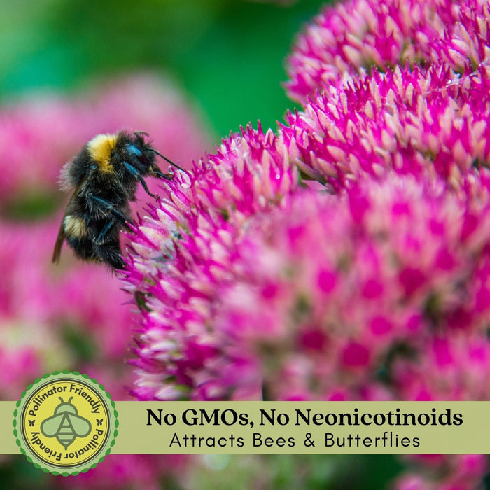 Sedum Autumn Joy | Two Live Plants | Non-GMO | Perennial | Pollinator Friendly