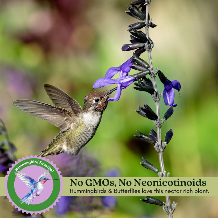 Black and Bloom Salvia | Two Live Plants | Non-GMO | Pollinator Magnet, Heat Tolerant, Low Maintenance