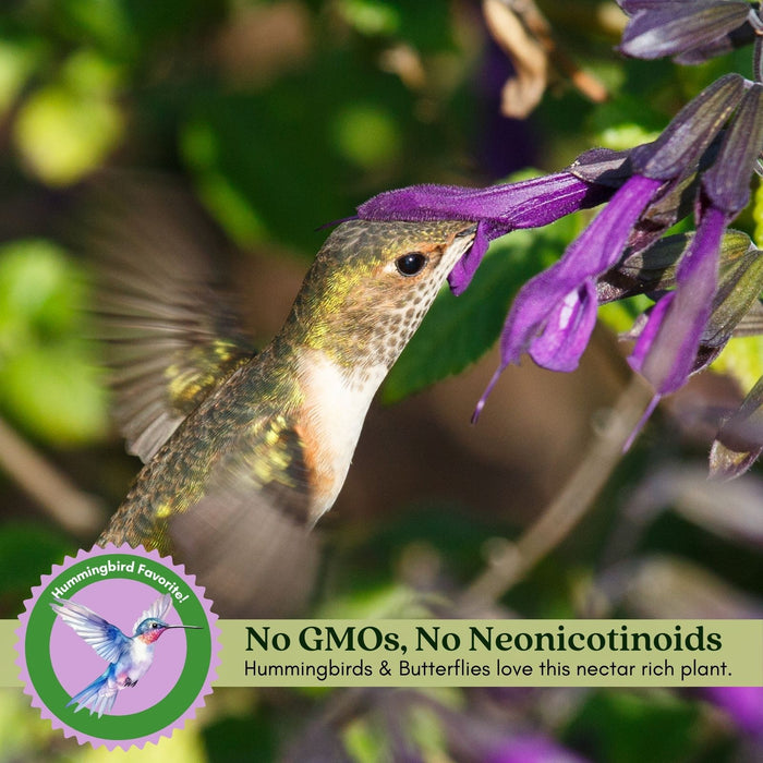 Purple and Bloom Salvia | Two Live Plants | Non-GMO | Pollinator Magnet, Heat Tolerant, Low Maintenance